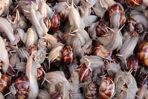 Sezon Açıldı Salyangoz Avcıları İş Başında