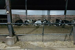 Beyşehir de Yılan Sokması Vakaları Besicileri Tedirgin Etti