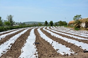 Bafra da Örtü Altı Kavun ve Karpuz Ekimleri Yapıldı