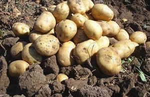 Niğde nin Tescilli Yerli Patatesi Nahita