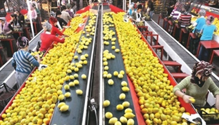 Tarımda Kan Kaybı Sürüyor