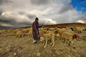 Hayvancılıkta Şimdide Çoban Krizi Yaşanıyor