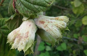 Fındıkta Külleme Tehlikesi