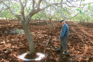 Kuraklık Fıstık Üreticilerini Harekete Geçirdi
