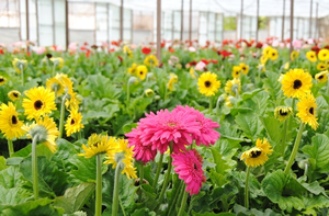 Adana dan Hollanda ya Çiçek İhracatı