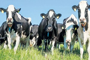 200 Milyonluk Kemik Ekonomisi