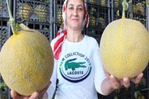 Erkenci Kavun Çıktı Fiyatı da Makul