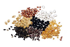 Tohum Üretimine Çukurova Desteği