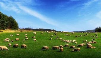 Bitlis te Mevsimlik Mera Kiralanması Yapılacak