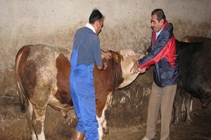 Çıldır da Büyükbaş Hayvanlara Çiçek Aşısı Yapıldı