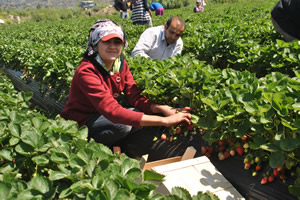 Üretici Çilek Fiyatlarından Memnun Değil