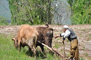 Çukurca da Kara Sabanlı Tarım