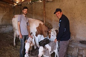 Eskişehir in Seyitgazi İlçesinde Bir İnek Üçüz Doğurdu