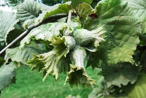 Fındık Üreticilerine Uyarı