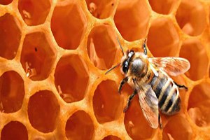 Gazze de Zor Şartlarda Bal Üretimi