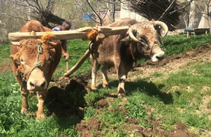 Bahçesaray da Karasabanlı Tarım