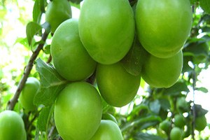 Kilosu Bir Ayda 350 Liradan 8 Liraya Düştü