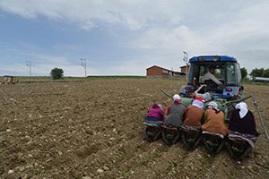 Selendili Çiftçiler Tütün Ekimine Başladı