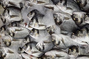 Tezgahlarda Hamsinin Yerini Levrek Ve Çipura Aldı