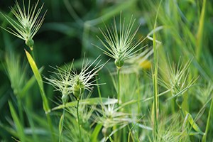 Yabani Otla Mücadele Edilmesi Gerekiyor