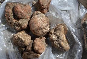 Bu Mantarın Faydalarını Duyan Arazilere Akın Ediyor