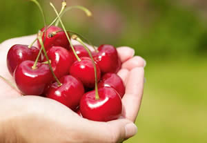 Avrupa Ülkelerinin Beklediği Kirazlara Son Bir Hafta