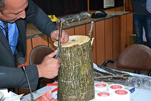 Terme`de Yabani Cevizler Kültüre Alınıyor