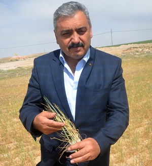 Karaman da Kuraklık Çiftçiyi Vurdu