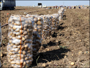 Patates Üreticisi Perişan