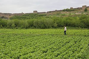 Terörün Ortasında Gizlice Yetiştirdi Şimdi Ne Yapacağını Düşünüyor