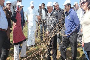 Muş Üzümünü Geliştirme Projesi Başlatıldı