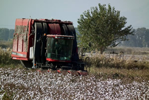 Aydın da Pamuk Ekim Alanları Yüzde 25 Arttı