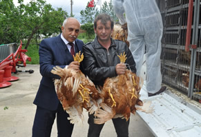 Bu Tavuklar Altın Yumurtlayacak