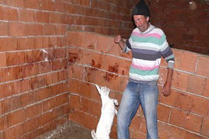 Hakkari de Saanen Keçileri İlk Yavrularını Verdi