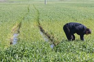 Şuhut ta Arpa ve Buğday Bitkilerinde Hastalık