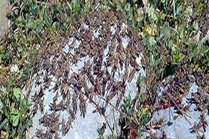 Seydişehir de Çekirge ile Mücadele Çalışmaları