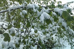 Sivas ta Soğuk Hava Ekili Alanlara Zarar Verdi