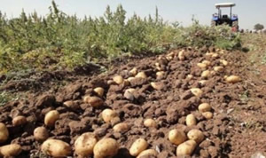 Ödemiş te Yılın İlk Patates Hasadı Yapıldı