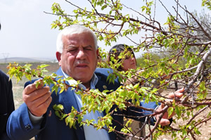 Kayısıda 120 Milyon Liralık Zarar Var