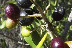 Nizip Zeytini ve Zeytinyağı İzmir de Ulusal Pazarında