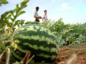 Karpuz Üreticisinde İthalat Tedirginliği
