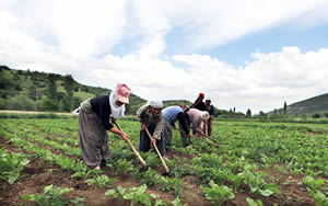 Çiftçi Satamazsa Tarım Kredi Kooperatifi Alacak