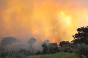 Aydın daki Yangın 6 Saatte Kontrol Altına Alındı
