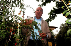 Çin in Mutluluk Meyvesi Sarıgöl de Yetiştirildi