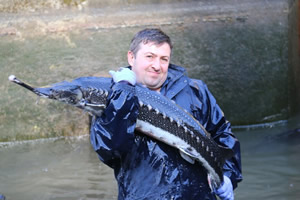 Mersin Balığı Koruma Altında