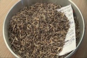 Şanlıurfa da Sezonun İlk Arpasını Üreten Çiftçiye Altın