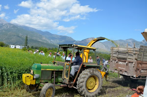 Alternatif Yem Bitkisi Tarla Günü