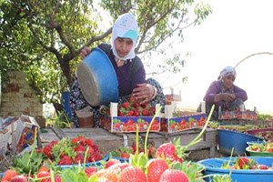 Aydın da Çilek Hasadı Başladı