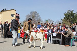 Bingöl de Buzağı Yarışması Yapıldı