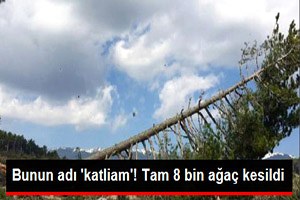 Bursa da Ağaç Katliamı